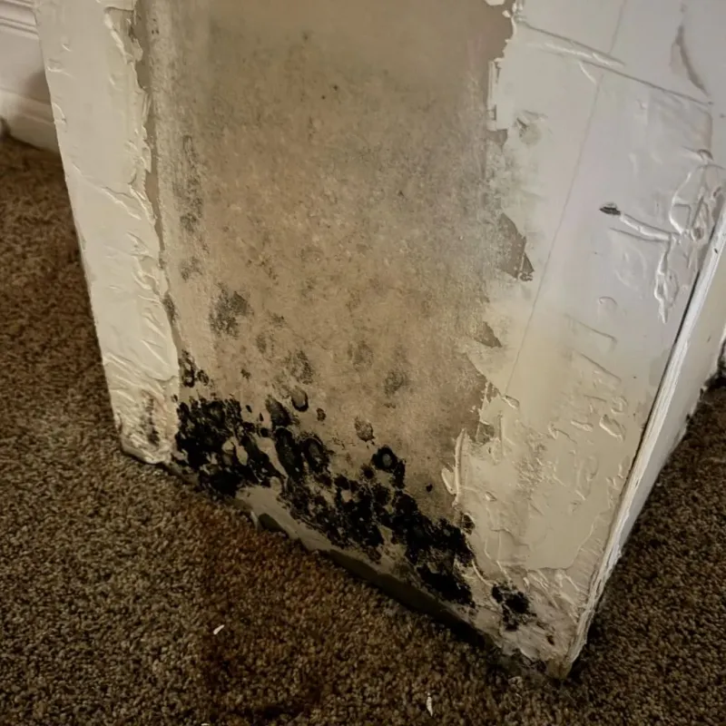 Professional Mold Removal in Hughes, AR
